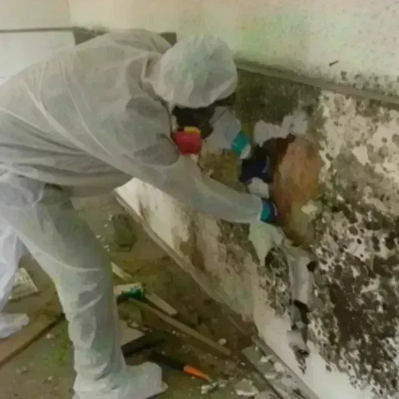 Mold Remediation and Removal in Minorca, LA